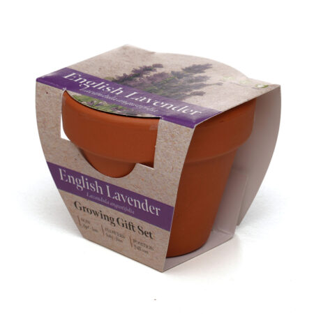 Mini Terracotta Pot Standard Growing Gift